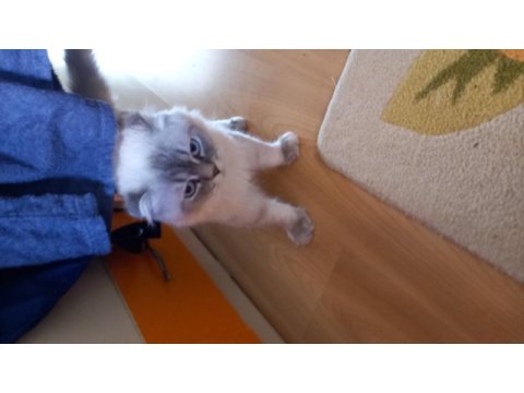 2 yaşında dünya tatlısı scottish fold oğlumuz