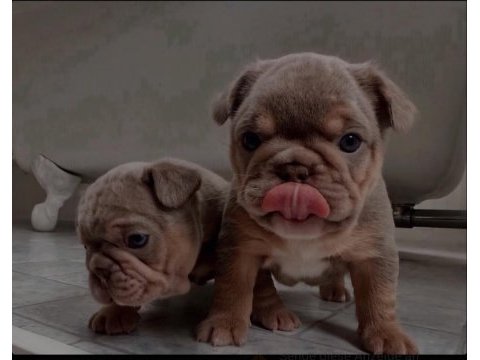 Mükemmel standartlarda french bulldog yavruları