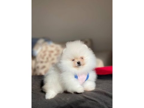 Gerçek ayı surat garantili pomeranian yavrular her eve uygun