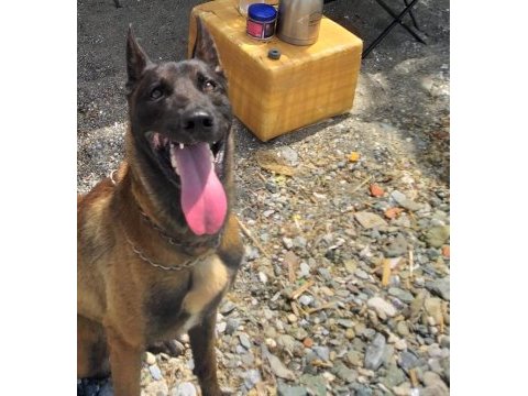 Belçika malinois eğitimli