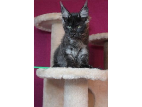 Safkan ns maine coon erkek yavru