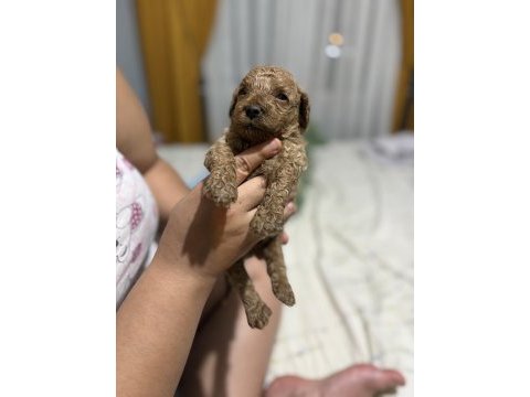 Toy poodle miniklerim