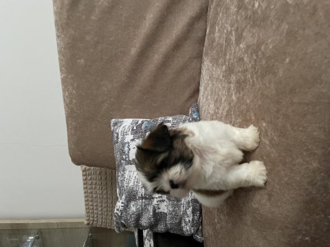2.5 aylık yorkshire terrier mila