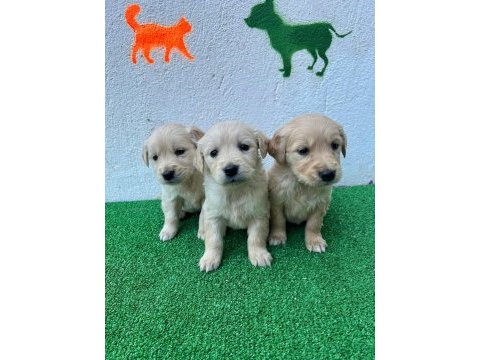 Güzellik taşı golden bebekler