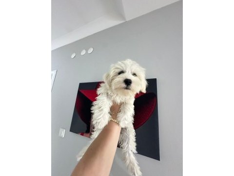 4 aylık erkek maltipoo yavrum tam çiş eğimli pede yapıyor
