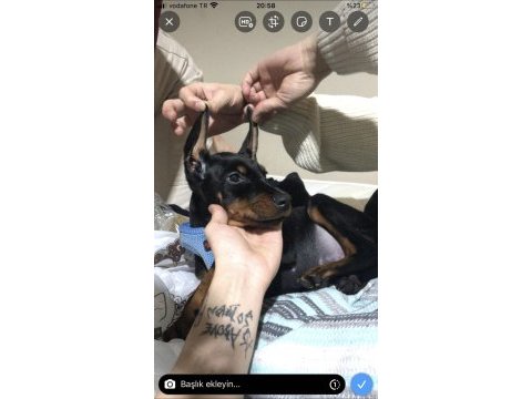 3 aylık yavru doberman