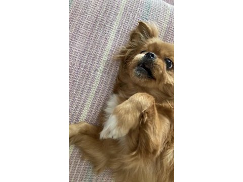 Sivas/merkez pekinez köpeğimiz (ücretlidir)