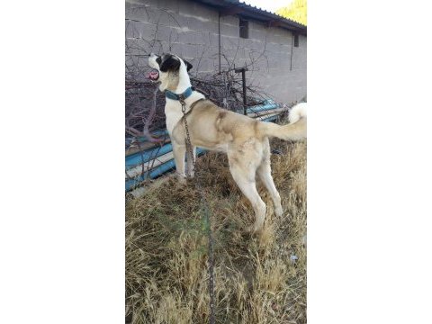 Alabai kırması köpeğimiz