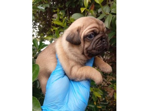 A kalite evsane pug mops bebekler sıfır burun gül kuyruk