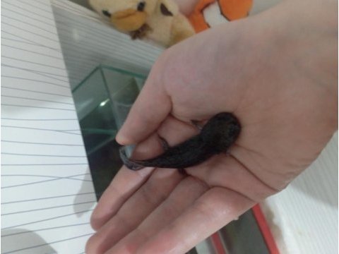 Benekli axolotl