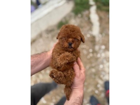 Kore teacup poodle yavrularımız