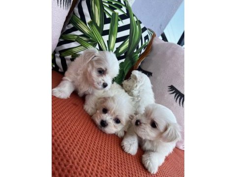 Kar beyazı terrier yavrularımız