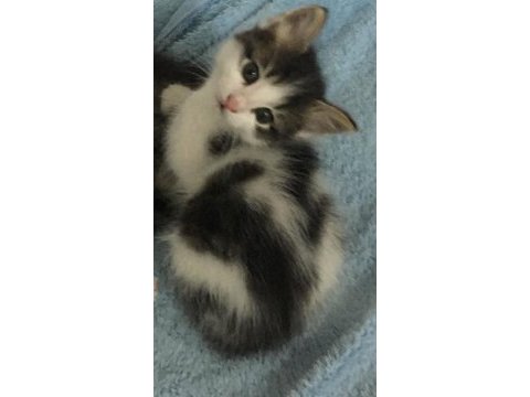 2,5 aylık tekir erkek kedimiz