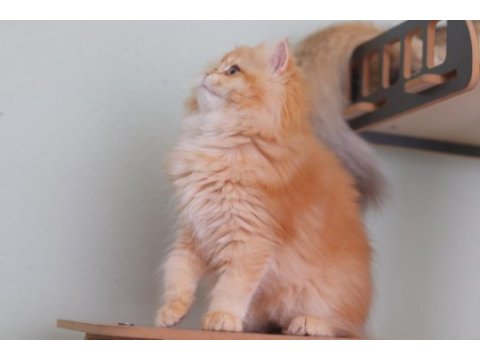 British longhair safkan dişi