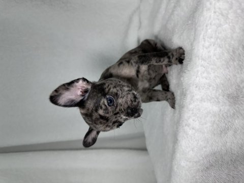 Mavi göz french bulldog yavrular