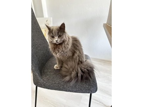 8 aylık british longhair yavru