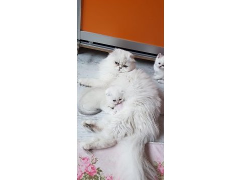 Scottish straight beyaz longhair ve shorthair fold
