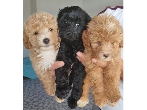 Aileden uygun yavru canlar toy poodle