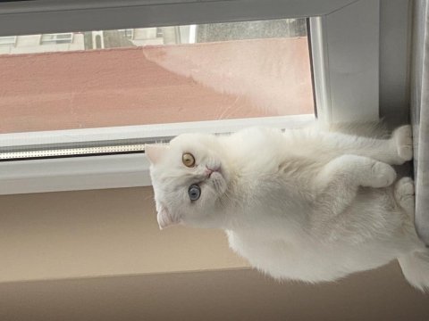 Ücretsiz scottish fold eyes 3,5 yaş