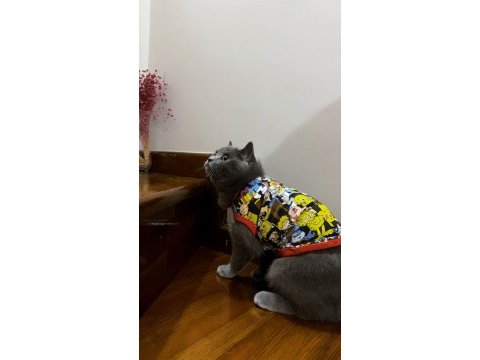 British shorthair 1,5 yaşında dişi kedimiz