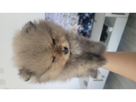 45 günlük saf pomeranian anne ve babası bizim yavrumuz