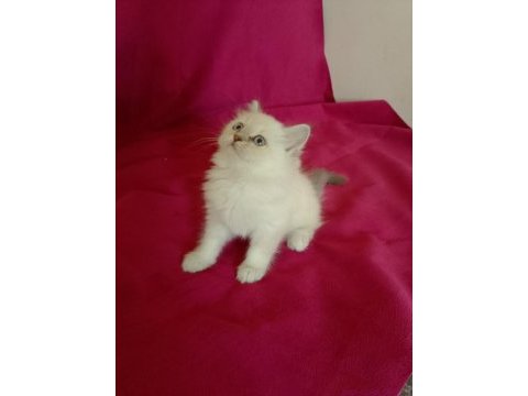 Tatlı kızımız british longhair