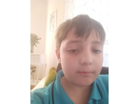 Çocuklar için sağlıklı tertemiz muhabbet kuşları