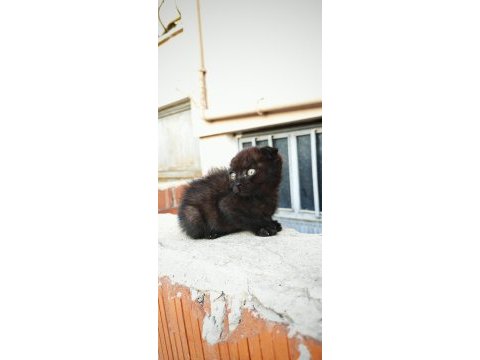 Black scottish fold