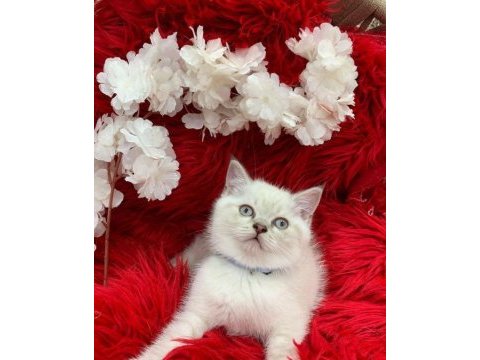 İki aylık british shorthair yavrular yeni yuvalarını arıyor