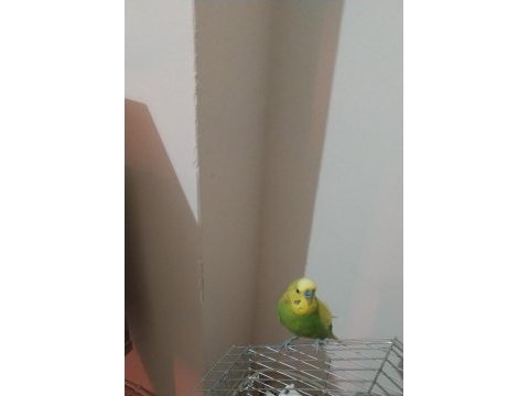 Erkek muhabbet kuşu