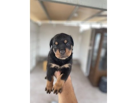 Erkek ve dişi rottweiler yavrular