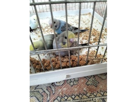 Yeni yem yemeye başladı yavru muhabbet kuşları