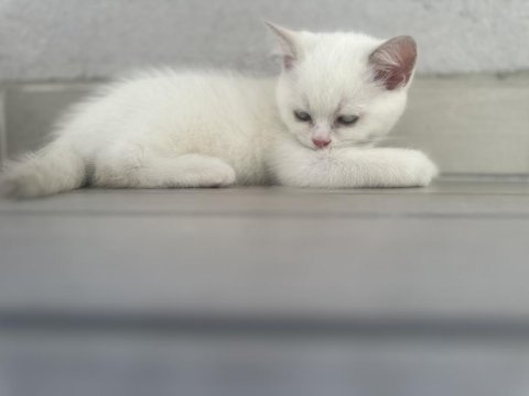 Blue point puanlı british shorthair