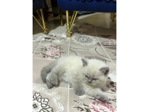 British shorthair gri ve beyaz yavru (dişi)
