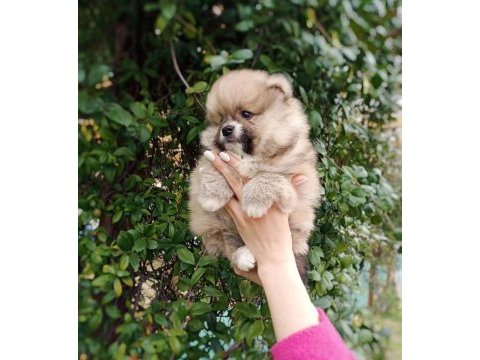 Pomeranian spitz yavruları