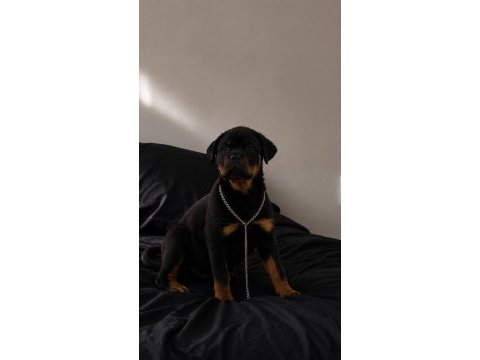 Üst düzey champion rottweiler yavrular