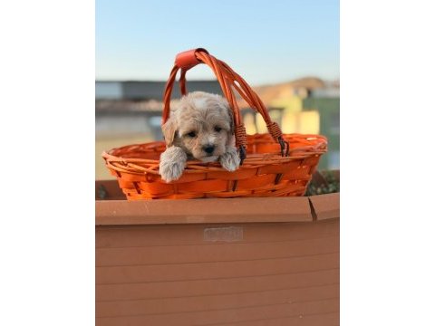 Erkek 0 numara maltipoo yavrumuz