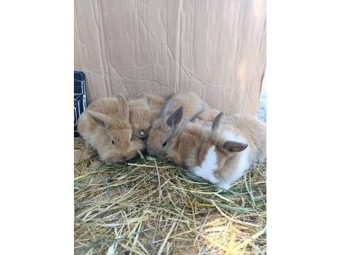 Fluffy dwarfs özel pofuduk cüce tavşanlarımız