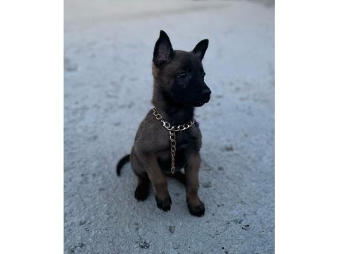 3 dişi belçika malinois