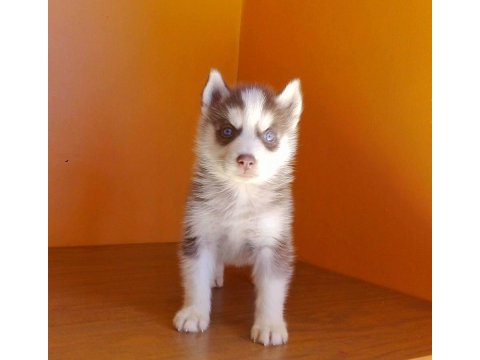 Husky sibirya yavruları