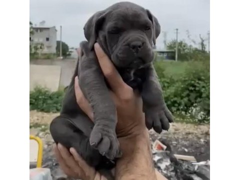 Cane corso sağlıklı yavrular