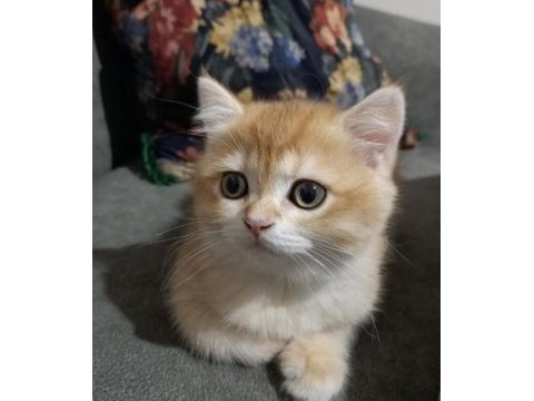 Orjinal safkan british shorthair yavrular