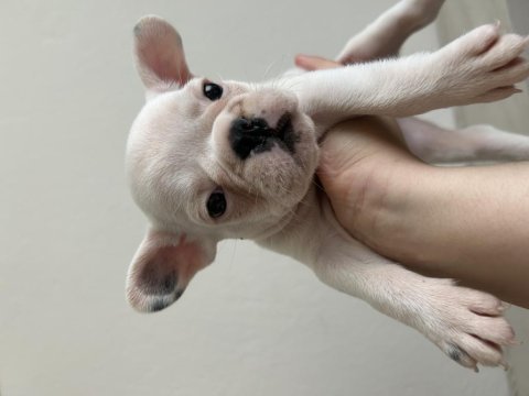 Son 2 french bulldog kardeşler
