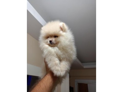 3 aylık erkek üst kalite pomeranian boo