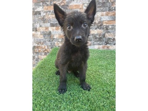 Bomba köpeği yavruları belçika malinoislerim