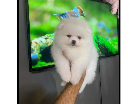 Kartopu pomeranian dişi yavrumuz