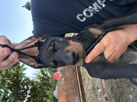 Şampiyon doberman yavruları