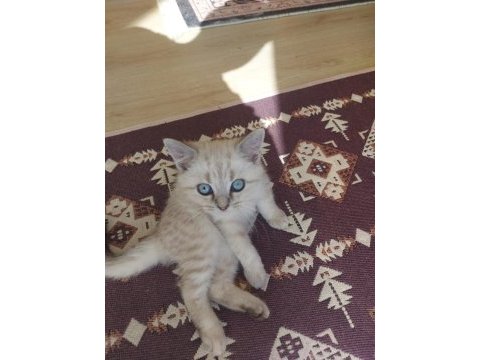 2.5 aylık british shorthair lynx point