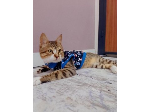 Oyuncu tekir sahiplendirme