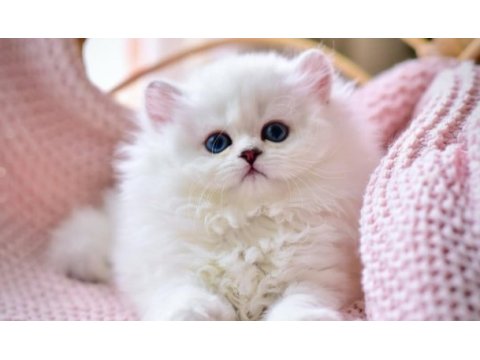 Patili melek silver british longhair yavrumuz